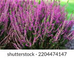 Blooming Wild Purple Common...