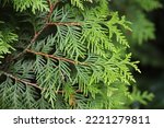 Small photo of Thuja occidentalis. Green thuja tree branches, background.