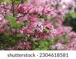 Small photo of Syringa microphylla Superba in the park. Pink blossom of miniature lilac tree.