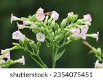 Small photo of Common tobacco, Nicotiana tabacum. Inflorescence of tobacco flowers.