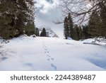 Mountains landscape. Footprints of an animal in the snow in the mountains in the snowy forests of the Alps in Trentino Alto Adige, South Tyrol, Italy. Animal footprints in the snow in winter.