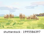 The Group Of Sheep In The Wide...