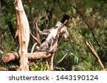 Koala having a lazy day at Healesville Sanctuary, Healesville,Victoria, Australia