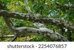 Small photo of The trunk, bark, leaves and fruits of Platanus occidentalis, also known as the American, London plane tree. Bark of the sycamore tree. Maple. Different colors of the tree trunk. Platan Hispanica. n