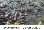 Small photo of Mushi fish at Jayaprakash Narayan park Bangalore. Walking Catfish image.