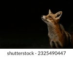 An urban fox at night time with ...