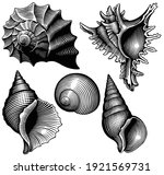 Sea Shells. Design Set. Art...