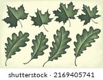 Maple And Oak Leaves. Design...