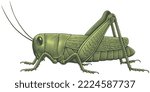 Grasshopper. Editable Hand...