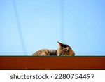 Small photo of An adult tabby stray cat sleeping peacefully on top of a roof, oblivious to what is going on around him.
