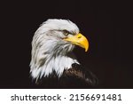 bald eagle  close up of head.... | Shutterstock . vector #2156691481