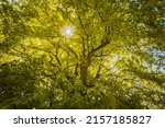 sunlight in the treetop. sun... | Shutterstock . vector #2157185827