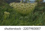 Inflorescence Of Wild Carrot ...