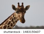 Reticulated Giraffe In The...