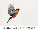 selected focus on the head isolated eurasian Bullfinch flying  on a white background