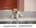 Small photo of Adult street dogs resting at the sidewalk in Xico, Veracruz, Mexico