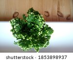 Small photo of Fresh green Selaginella Martensii Jori