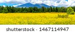 Flowers and mountains. Panoramic image of a field of Mexican sunflowers in Flagstaff, Arizona. Fort Valley flower field, covered in wildflowers with San Francisco Peaks in the background. 