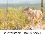 Desert Coyote Surveying Its...