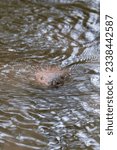 Small photo of Close-up of the head of a swimming beaver. A beaver swims straight towards you. Only his eyes and nostrils are visible.
