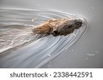 Small photo of Close-up of the head of a swimming beaver. A beaver swims diagonally across the image. Only the head is visible. The animal pulls a bow wave through the water.