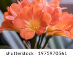 Orange Clivia Flowers.clivia Is ...
