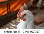 Small photo of Fowl Pox in chicken, Poultry Disease symptoms and clinical signs