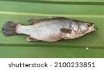 Nile perch fish  latus...