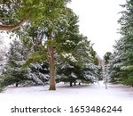Fluffy Snow Lies Jn Cedar Trees
