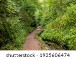 Hiking trail and stream in the Drachenschlucht, Dragon Gorge near Eisenach, Thuringia