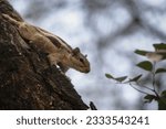 Small photo of Playful image of a funambulist (squirrel) adroitly navigating a tree branch, capturing the essence of Tree agility and natural charm.