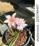 Small photo of One flower is called bourdin. Which has a wide variety of species. Pink color that looks beautiful and elegant type we call Chonlathee.