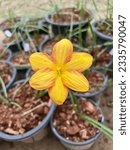 Small photo of One flower is called bourdin. Which has a wide variety of species. Soft and sweet yellow with orange border this type we call Thong Sri.