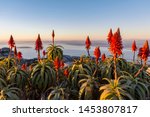 Flowers On Table Mountain At...