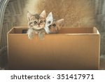 Cute Two Tabby Kittens Looking...