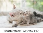 American shorthair cat kissing her kitten with love