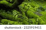 Small photo of Moss and fern style plants proliferate grow cover stump the forest floor in the garden.