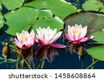 Three Flowers Of Water Lily