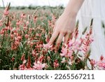 Close up hand gently touching blossoming pink flowers in a flower field