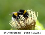 White Tailed Bumblebee  Bombus...