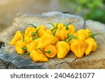 Small photo of Yellow mildly hot pepper Trinidad perfume of the species Capsicum chinense.