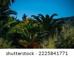 Palms Tops Against Background Of Others Trees and Blue Sky In Moraitika, Corfu, Greece. High quality photo