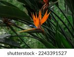 Close-up macro orange flower - Strelitzia royale. Blooming strelitzia reginae. Shallow depth of field.