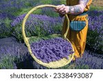 Small photo of Newberg, Oregon, USA - July 10, 2022: A hand-picked bouquet of lavender in Wayward Wind Lavender Farm