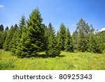 Landscape With Pine Forests In...