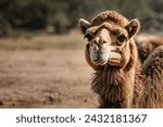 Portrait of a camel  close up....