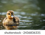 Portrait of a duckling near the ...