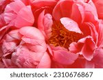 Small photo of Bouquet of stylish peonies close-up. Pink peony flowers. Close-up of flower petals. Floral greeting card or wallpaper. Delicate abstract floral pastel background. Card Concept, copy space for text