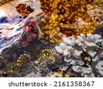 Small photo of A variety of colourful shallow water corals, including knob-corals and wart corals, in the Maputo Bay side of Inhaca Island of the coast of Mozambique