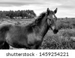 Small photo of Wild Cracker Horse in Paynes Prairie near Gainesville FL. These horses roam the prairie wild and are descendants of Spanish horses brought over to the Americas in the 1500's